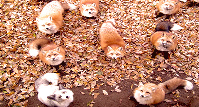 Le village des renards à Shiroishi, Japon